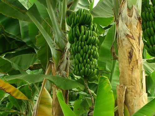 budidaya pisang