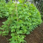 Pedoman Budidaya Buncis – Bag IV ; Pemeliharaan dan Pemupukan