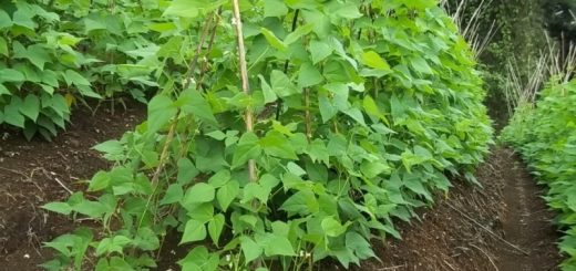 budidaya buncis rambat diikat dengan turus atau tajar