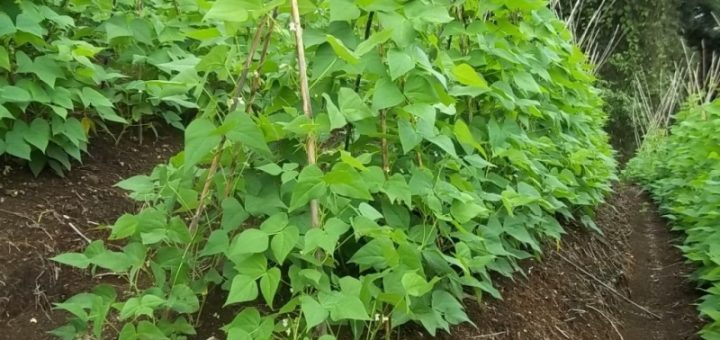 budidaya buncis rambat diikat dengan turus atau tajar