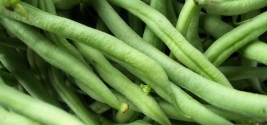 panen pada budidaya buncis