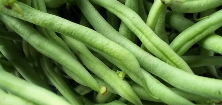 panen pada budidaya buncis