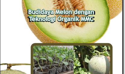 Modul Budidaya Melon dengan teknologi organik mmc