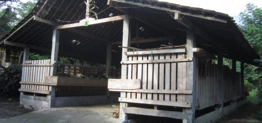 Kandang model panggung membuat ternak kambing lebih sehat