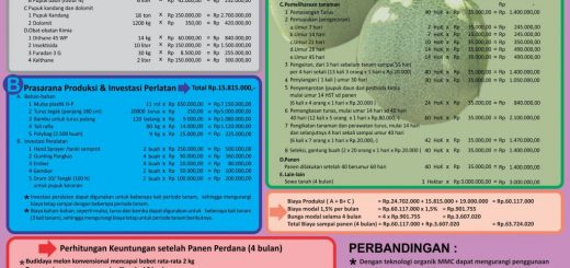 analisa usaha budidaya melon skala 1 hektar model konvensional tanpa teknologi organik MMC