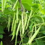 Pedoman Budidaya Buncis – Bag I Jenis-jenis bibit & Persiapan benih