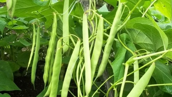 budidaya buncis