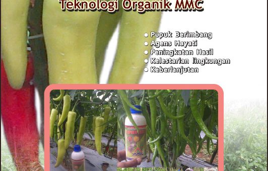 Modul Budidaya Cabai dengan teknologi organik mmc