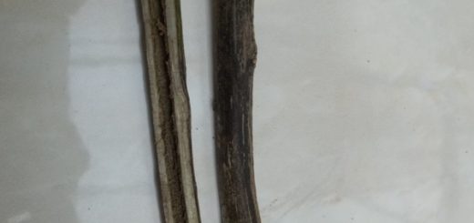 Batang tanaman yang terkena penyakit layu