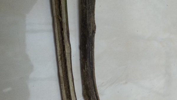 Batang tanaman yang terkena penyakit layu