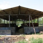 Budidaya Penggemukan Sapi; Penyiapan Kandang (Bag II)