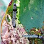 Ulat grayak (spodoptera litura) pada tomat