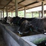 budidaya penggemukan sapi berpotensi hasil tinggi dengan probiotik