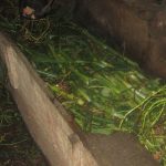 Budidaya Sapi Potong; Kebutuhan Pakan dan Bahan-bahannya (Bag-III)