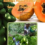 Modul praktis budidaya pepaya california (Carica papaya L.)