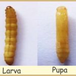 Penggerek Batang Padi Putih (Tryporyza innotata)