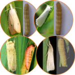 penggerek batang padi putih kuning bergaris dan merah jambu