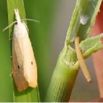 wereng batang padi kuning