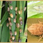 Wereng coklat (Nilaparvata lugens) adalah salah satu hama padi yang paling berbahaya dan merugikan, terutama di Asia Tenggara dan Asia Timur. Serangga kecil ini menghisap cairan tumbuhan dan sekaligus juga menyebarkan beberapa virus (terutama reovirus) yang menyebabkan penyakit tungro). Musuh alaminya berupa kumbang lembing memakan wereng dan anaknya sedangkan sejumlah lebah berperan sebagai pemangsa telurnya. Pemangsa alami ini dapat mengendalikan populasi wereng di bawah batas ambang populasi wereng terutama musim tanam dengan jumlah hama sedikit sehingga mencegah berjangkitnya virus utama.