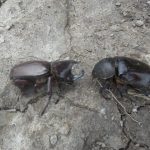 kumbang tanduk ( Oryctes rhinocerus ) yang menyerang kelapa sawit