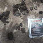 Percobaan Agens Hayati Supermeta (MOSA META) di Lahan Sawit Kalbar