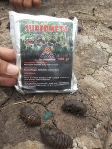 supermeta mosameta vs larva hama kumbang tanduk