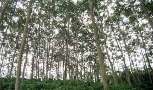 kebun budidaya sengon