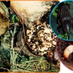 Penggerek Bonggol Pisang