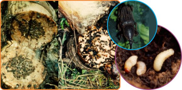 penggerek bonggol pisang, uret pada pisang, uret bonggol pisang, uret pisang