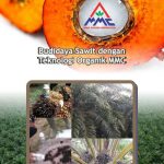 Modul Budidaya Sawit (Elaeis guinensis) – SIMULTAN