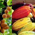 Pedoman Budidaya Kakao (Theobroma cacao)