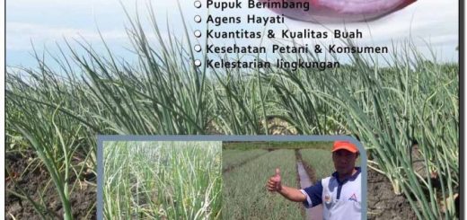 Modul budiaya bawang merah