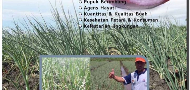 Modul budiaya bawang merah