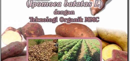 modul budidaya ubi jalar secara organik