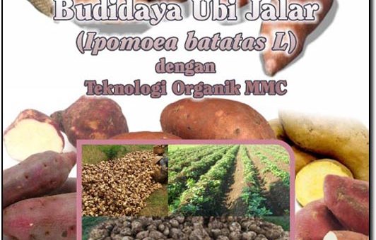 modul budidaya ubi jalar secara organik