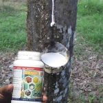 Pedoman Singkat Budidaya Karet (Havea Brasiliensis)