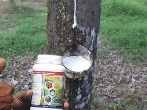 Pohon karet yang mulai disadap