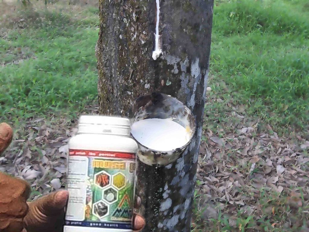 Pohon karet yang mulai disadap