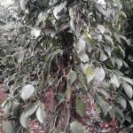 Jenis-Jenis Penyakit Kuning pada lada, Penyebab dan solusinya