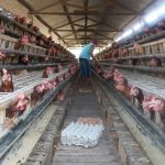 Kombinasi Vitto & Vittoterna-G untuk ayam petelur guna produktifitas tinggi