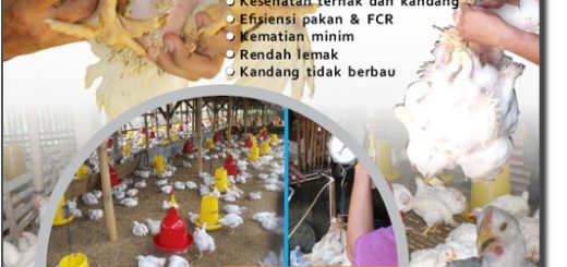 Modul budidaya ayam potong / broiler dengan teknologi organik MMC
