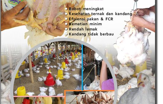 Modul budidaya ayam potong / broiler dengan teknologi organik MMC
