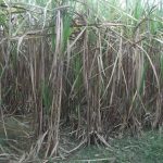 Budidaya Tebu Metode Pupuk Berimbang – Hasil Maksimal