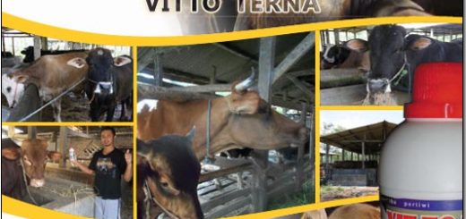 modul agribisnis penggemukan sapi