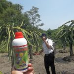 Budidaya buah naga  (Hylocereus sp., Selenicereus sp.)