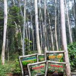 Hama dan Penyakit pada Sengon