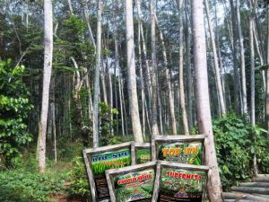 agens hayati untuk budidaya sengon