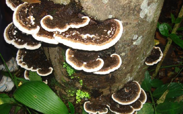 jamur ganoderma pada sengon