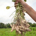Pedoman Budidaya kacang Tanah (Arachi hypogaea L.)