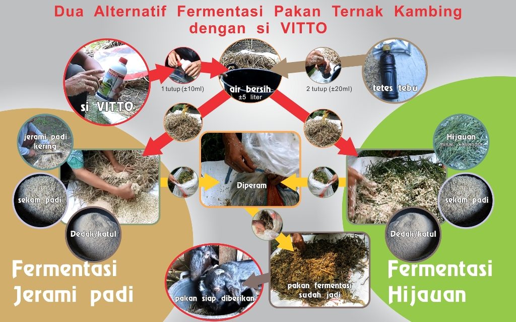 bagan 2 model fermentasi pakan untuk kambing